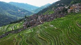 Terraced Fields Landscape In Qiandongnan