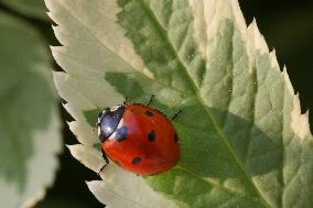 Ladybug