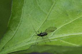 Strawberry Aphid