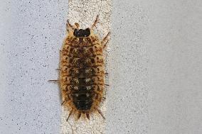 Woodlouse