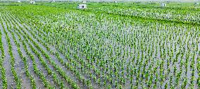 Wuchang Rice Planting Base in Harbin