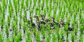 Wuchang Rice Planting Base in Harbin