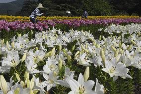 Lilies at flower park in western Japan