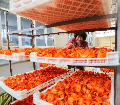 Flower Planting Industry In China