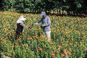 Flower Planting Industry In China