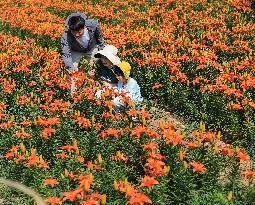 Flower Planting Industry In China