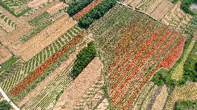 Flower Planting Industry In China