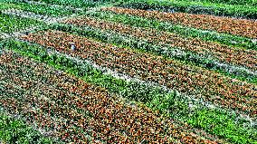 Flower Planting Industry In China