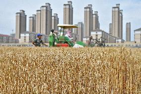 Chinese Winter Wheat Harvest