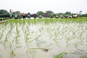 Jiangsu (Wujin) Rice Research Institute in Changzhou