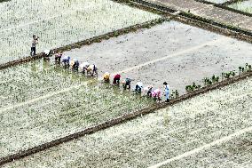 Jiangsu (Wujin) Rice Research Institute in Changzhou