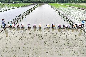 Jiangsu (Wujin) Rice Research Institute in Changzhou