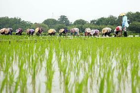 Jiangsu (Wujin) Rice Research Institute in Changzhou