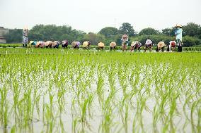 Jiangsu (Wujin) Rice Research Institute in Changzhou