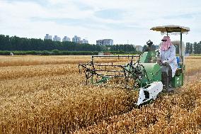 Chinese Winter Wheat Harvest