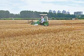 Chinese Winter Wheat Harvest