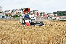 Chinese Winter Wheat Harvest