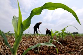 China Agriculture Farmer