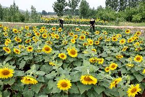 China Agriculture Farmer