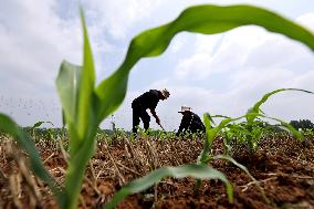 China Agriculture Farmer