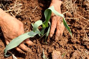 China Agriculture Farmer