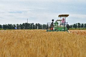 Chinese Winter Wheat Harvest