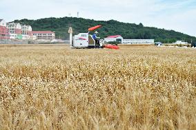 Chinese Winter Wheat Harvest