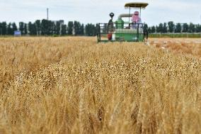 Chinese Winter Wheat Harvest