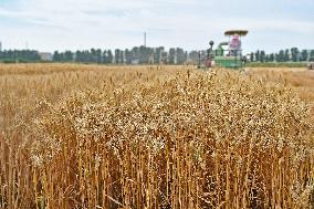 Chinese Winter Wheat Harvest