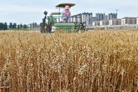 Chinese Winter Wheat Harvest