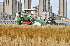 Chinese Winter Wheat Harvest