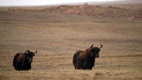 CHINA-QINGHAI-ZONAG LAKE-TIBETAN ANTELOPES (CN)