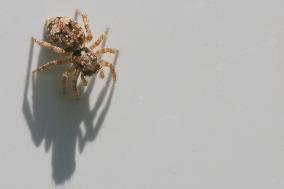 Asiatic Wall Jumping Spider
