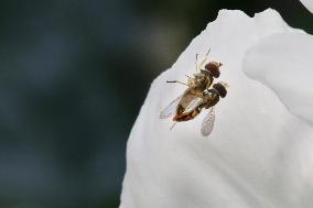 Hoverflies Mating On A Flower Petal