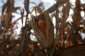 BRAZIL-BRASILIA-CORN HARVEST