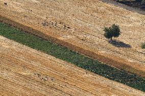 The Al-Rouj Plain Area In The Countryside Of Idlib