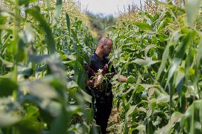 MIDEAST-GAZA-RED CORN