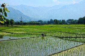 Farmers Sow Paddy Across Kashmir - India