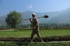 Farmers Sow Paddy Across Kashmir - India