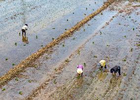 Summer Solstice Agriculture In Huai'an