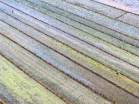 Summer Solstice Agriculture In Huai'an