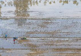 Summer Solstice Agriculture In Huai'an