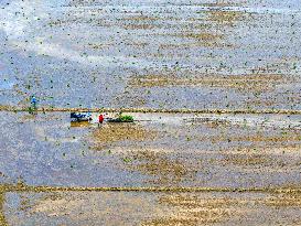 Summer Solstice Agriculture In Huai'an