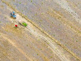 Summer Solstice Agriculture In Huai'an