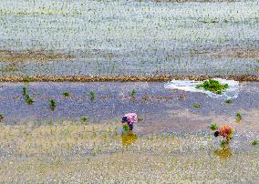 Summer Solstice Agriculture In Huai'an