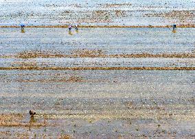 Summer Solstice Agriculture In Huai'an