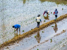 Summer Solstice Agriculture In Huai'an