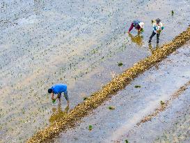 Summer Solstice Agriculture In Huai'an