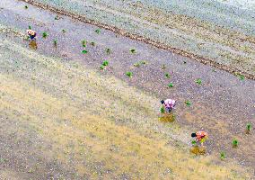 Summer Solstice Agriculture In Huai'an