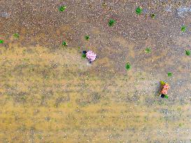 Summer Solstice Agriculture In Huai'an